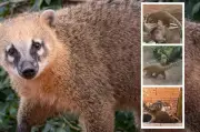 Invasão de quatis assusta moradores em São Carlos