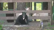 Japão treina resposta a ataques de urso com funcionário fantasiado