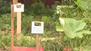 Jardim sensorial em escola estimula ensino e reduz estresse dos alunos