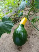 Jerimum da Copa: abóbora brasileirinha verde e amarela surge em quintal no RN