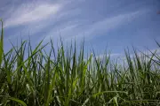 JetBio planeja maior fábrica do mundo de combustível sustentável de aviação no Brasil