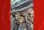 Jiboia de 1,5 metro é resgatada de motor de carro em Caruaru