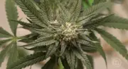Justiça Federal autoriza uso medicinal de flor de cannabis na Paraíba
