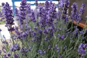 Lavanda se consolida como cultura agrícola promissora e rentável no Brasil