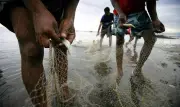 Lei da Cota Zero em MT pode gerar prejuízo de R$ 187 milhões a pescadores