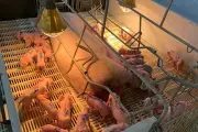 Leitoa de 4 meses bate recorde com 33 filhotes em granja de MS