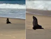 Lobo-marinho descansa em praia de Maricá e especialistas monitoram