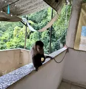 Macaco-prego é resgatado de cativeiro ilegal em Santa Teresa, Rio