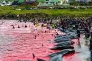 Mais de 700 golfinhos mortos em caça viking nas Ilhas Faroé gera indignação