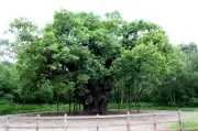 Major Oak: carvalho de Robin Hood morre aos 1200 anos