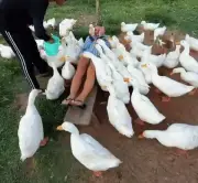 Massagem com patos e gansos vira atração turística no Vietnã