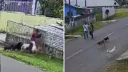Menino de 11 anos é atacado por nove cães em Guarapuava; tutor é suspeito