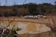 Montes Claros decreta emergência por seca por 180 dias