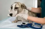 Montes Claros terá Unidade Básica de Saúde Animal com investimento de R$ 1 milhão