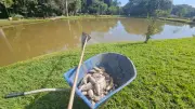 Mortandade de peixes é investigada em lagoas de São Gonçalo do Pará