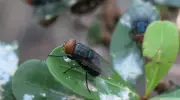 Mosca-da-bicheira volta a atingir gado nos EUA após 60 anos erradicada