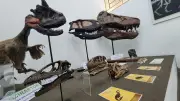 Museu de História Natural de Taubaté celebra 22 anos com programação gratuita