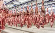 Novo protocolo de certificação para carne bovina atender exigências da UE