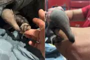 Novos centros de reabilitação de animais silvestres serão construídos em SP