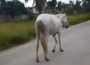 OAB Nova Iguaçu busca voluntários para resgatar cavalo abandonado