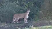 Onça-parda é flagrada observando capivaras na área da Itaipu, no Paraná