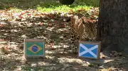 Onça-pintada Tupã 'prevê' vitória de virada do Brasil contra a Escócia na Copa 2026