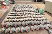 Operação prende três por pesca predatória e apreende 900 kg de peixes em Cuiabá