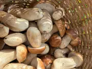 Outono com sabor de inverno: porcini dominam a cena gastronômica