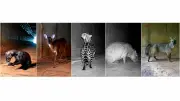 Passarela para fauna no Aeroporto de BH reduz atropelamentos em 83%