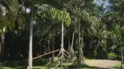 Paxiúba: a palmeira que 'anda' na Amazônia, mas é só ilusão