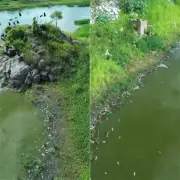 Peixes mortos em açude no RN; Igarn investiga causa
