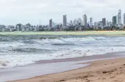 Pernambuco registra 84 incidentes com tubarões em 34 anos; veja cronologia