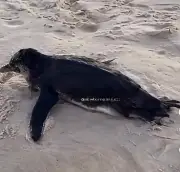 Pinguim morre na Barra da Tijuca antes de receber atendimento