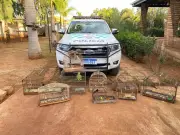 PM Ambiental apreende nove aves e multa homem em R$ 30,5 mil em Hortolândia