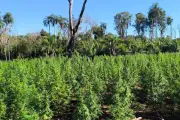 Polícia queima 18 toneladas de maconha e desmonta acampamentos no Paraguai