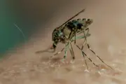 Por que algumas pessoas atraem mais mosquitos? Ciência explica