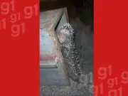 Porco-espinho assusta moradora no interior do Acre e é capturado pelos bombeiros