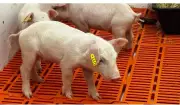 Porcos clonados: criação de plantel para transplante de órgãos em humanos avança