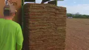 Produtores de grama em Itapetininga aumentam vendas com a Copa do Mundo