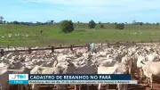 Produtores do Pará têm até 31 de julho para atualizar cadastro de rebanhos