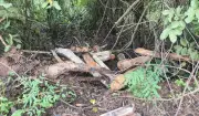 Proprietário de chácara é multado em R$ 3,6 mil por corte ilegal de árvores nativas em Presidente Prudente