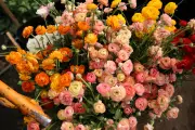 Ranúnculo italiano ganha espaço no mercado brasileiro de flores