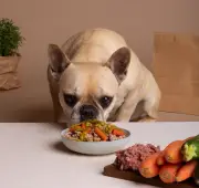Ração ou comida natural: qual a melhor opção para o seu pet?