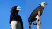 Raridade dupla: tiê-bicudo e harpia surgem em 6 minutos no MT
