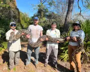 Recorde: 177 pítons invasoras removidas na Flórida em uma temporada