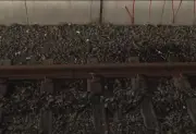 Reforma nos trilhos do Ramal Camaragibe aumenta intervalo de trens para até 40 min