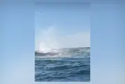 Remadores resgatam baleia presa a cabo de boia em Niterói; vídeo viraliza
