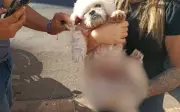 Resgate de cachorro idoso em Ribeirão Preto gera impasse entre protetores e polícia
