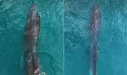 Segunda maior baleia do mundo é avistada em Ilhabela em registro raro