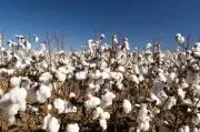 SLC Agrícola compra 29 mil hectares em MT por R$ 1,85 bi